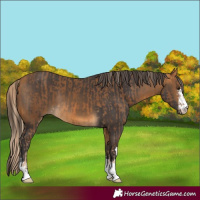 Horse Color:Chocolate Palomino and Buckskin