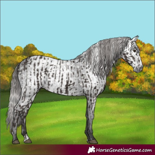 Horse Color:Liver Chestnut  and Gray Liver Chestnut 
