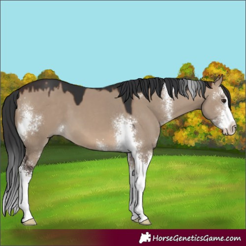 Horse Color:Brown Dun Sabino 