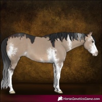 Horse Color:Brown Dun Sabino