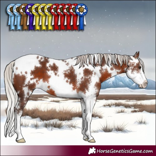 Horse Color:White Spotted Silver Brown Sabino 