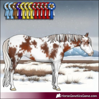 Horse Color:White Spotted Silver Brown Sabino 