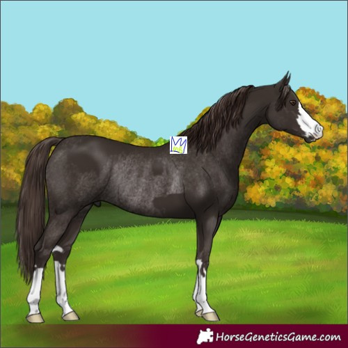 Horse Color:Liver Chestnut  and Liver Chestnut Rabicano 