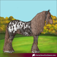 Horse Color:Liver Chestnut  and Liver Chestnut Appaloosa 