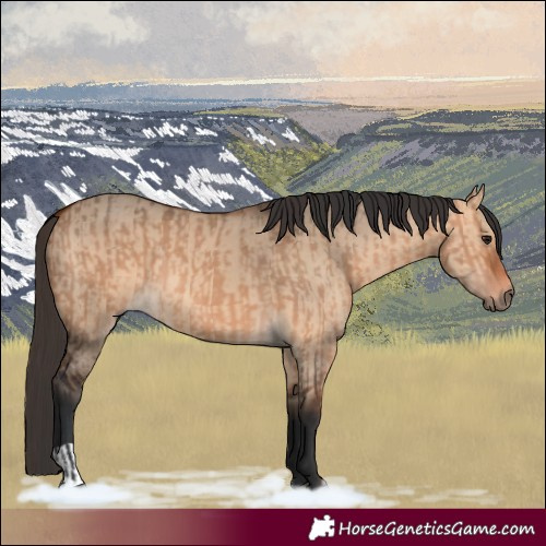 Horse Color:Brown Dun  and Bay Dun 