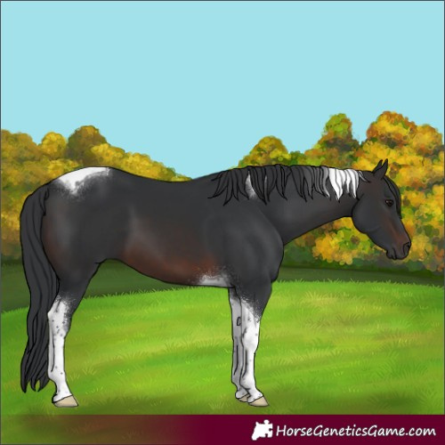 Horse Color:Brown Tobiano