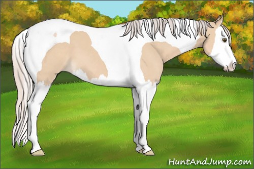 Horse Color:Silver Bay Dun Splash Tobiano 
