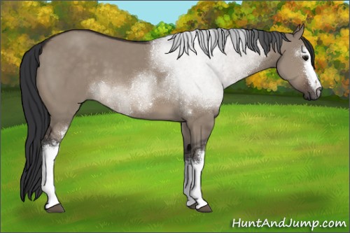 Horse Color:White Spotted Brown Dun Sabino
