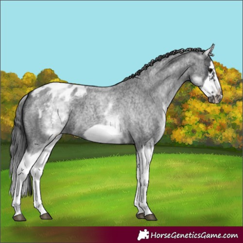 Horse Color:White Spotted Blue Roan Splash Frame Appaloosa 