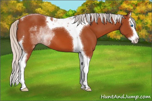 Horse Color:Silver Bay Splash Tobiano 