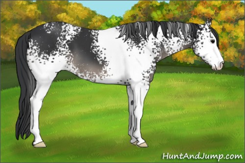 Horse Color:White Spotted Black Sabino 