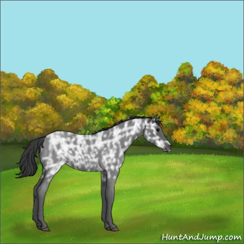 Horse Color:Blue Ice Roan 