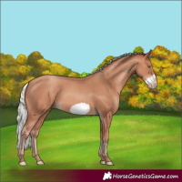 Horse Color:Silver Sable Champagne Frame 