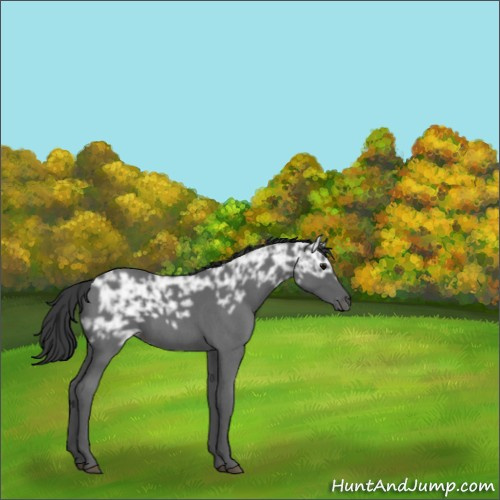 Horse Color:Blue Ice Roan 