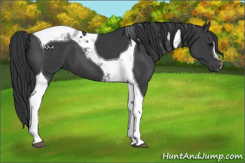 Horse Color:Black Tobiano 