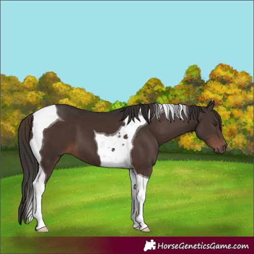 Horse Color:Liver Chestnut Tobiano 