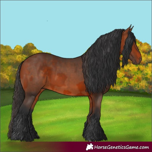 Horse Color:Bay Rabicano and Bay Rabicano