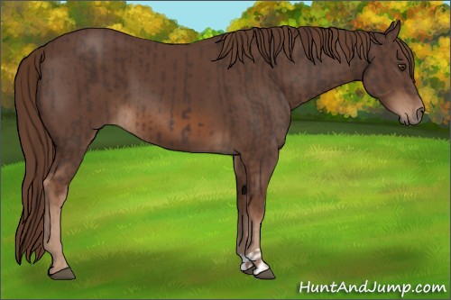 Horse Color:Liver Chestnut  and Liver Chestnut 