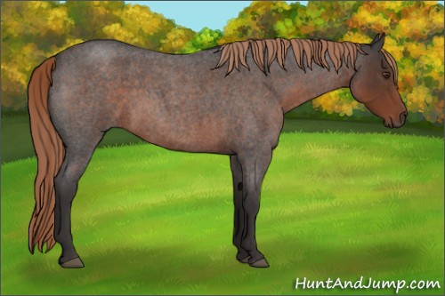 Horse Color:Liver Red Roan Sabino