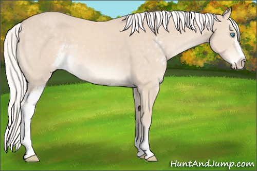 Horse Color:Silver Perlino Sabino 