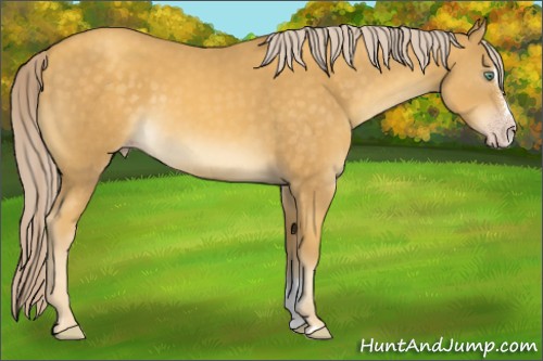 Horse Color:Gold Cream Champagne Sabino 