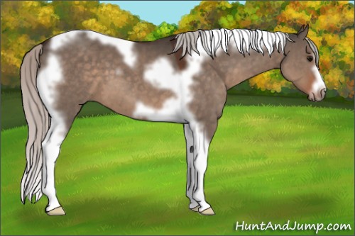 Horse Color:Silver Brown Dun Tobiano Frame