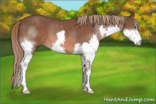 Horse Color:Liver Chestnut Splash 