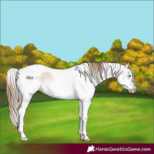 Horse Color:Gray Perlino Dun Splash Tobiano 