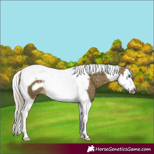 Horse Color:Silver Buckskin Dun Splash Tobiano Frame 