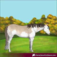 Horse Color:Buckskin Dun Splash