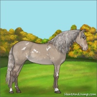 Horse Color:White Spotted Silver Grullo Appaloosa 
