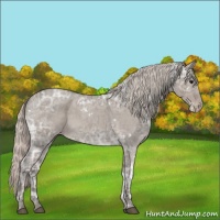Horse Color:White Spotted Silver Grullo Ice Roan Appaloosa 