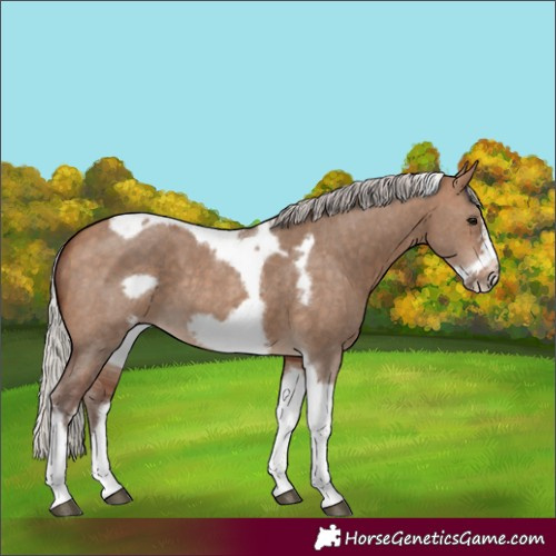 Horse Color:Silver Bay Dun Sabino Tobiano Frame Rabicano