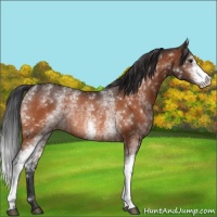 Horse Color:White Spotted Bay Rabicano 