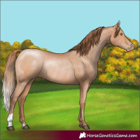 Horse Color:Bay Pearl Rabicano 