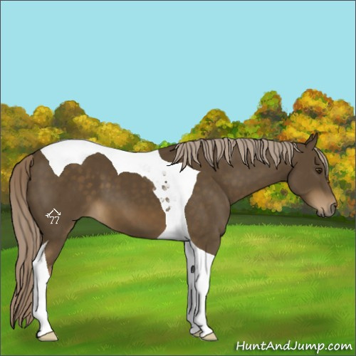 Horse Color:Chocolate Palomino Tobiano 