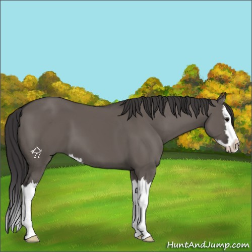 Horse Color:Smoky Grullo Sabino Splash 