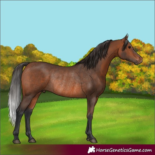 Horse Color:Bay Rabicano 