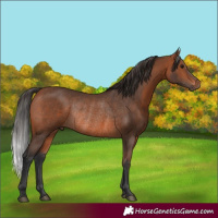Horse Color:Bay Rabicano 