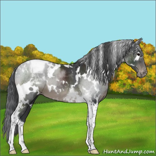 Horse Color:White Spotted Black Tobiano Appaloosa