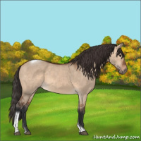 Horse Color:Bay Dun Tobiano Rabicano 