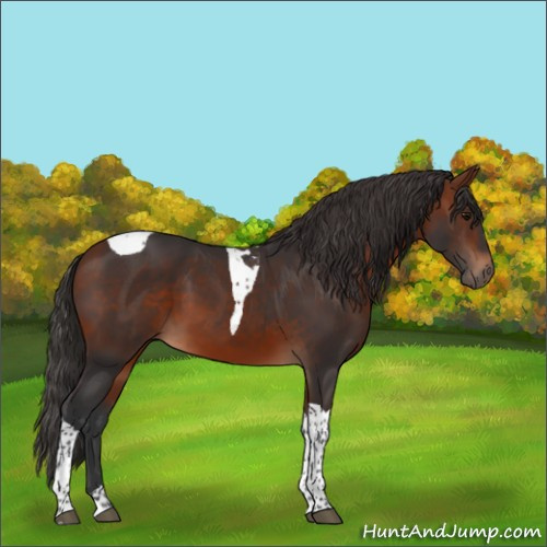 Horse Color:Bay Tobiano 