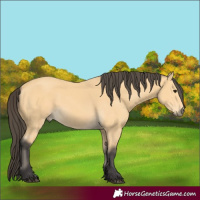 Horse Color:Buckskin 