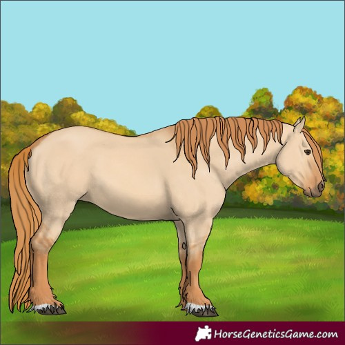 Horse Color:Red Dun 