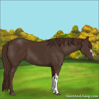 Horse Color:Liver Chestnut  and Liver Chestnut 