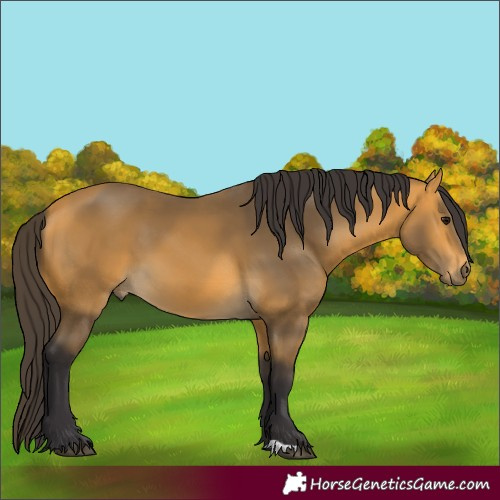 Horse Color:Buckskin