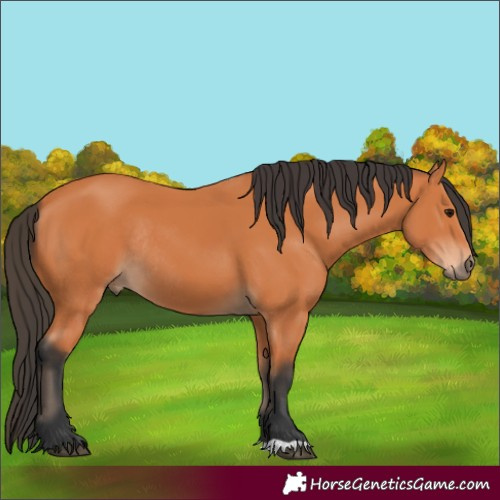 Horse Color:Bay Rabicano