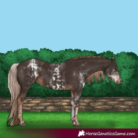 Horse Color:Liver Chestnut  and White Spotted Liver Chestnut 