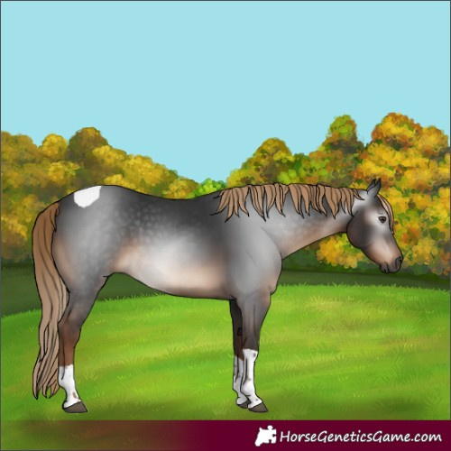 Horse Color:Gray White Spotted Liver Chestnut Tobiano 