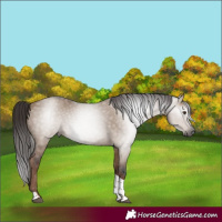 Horse Color:Gray Liver Red Dun Tobiano Rabicano